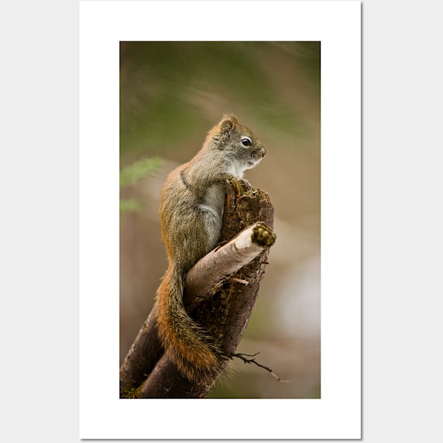 Red Squirrel Wall Art by jaydee1400